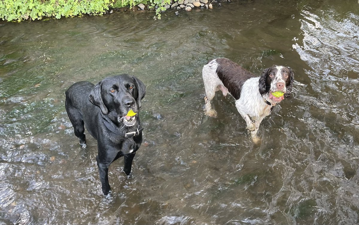 Sully & PD Mickey decided to go for a cooling paddle on their walk today.