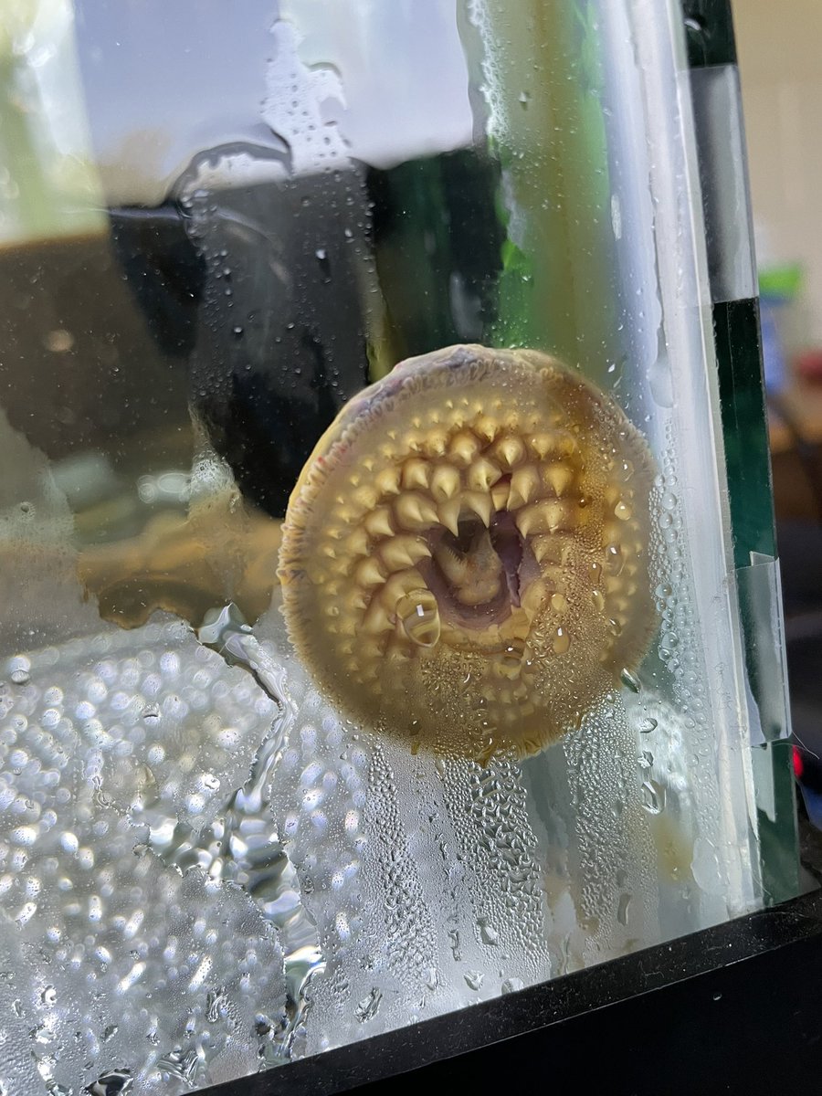 ThePepper24's tweet photo. Traded 80 salmon for 2 sea lamprey. https://t.co/o5J4ttju19