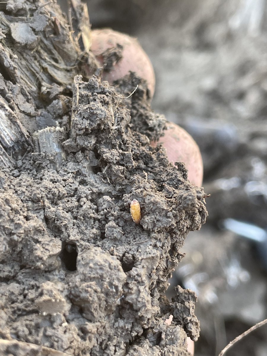 Think you’re wasting $$$ on seed treatment?? Think again!! Seed corn maggots doing a number on the untreated checks. ⁦<a href="/GldnHarvest/">Golden Harvest Seeds</a>⁩ ⁦<a href="/SyngentaUS/">Syngenta US</a>⁩