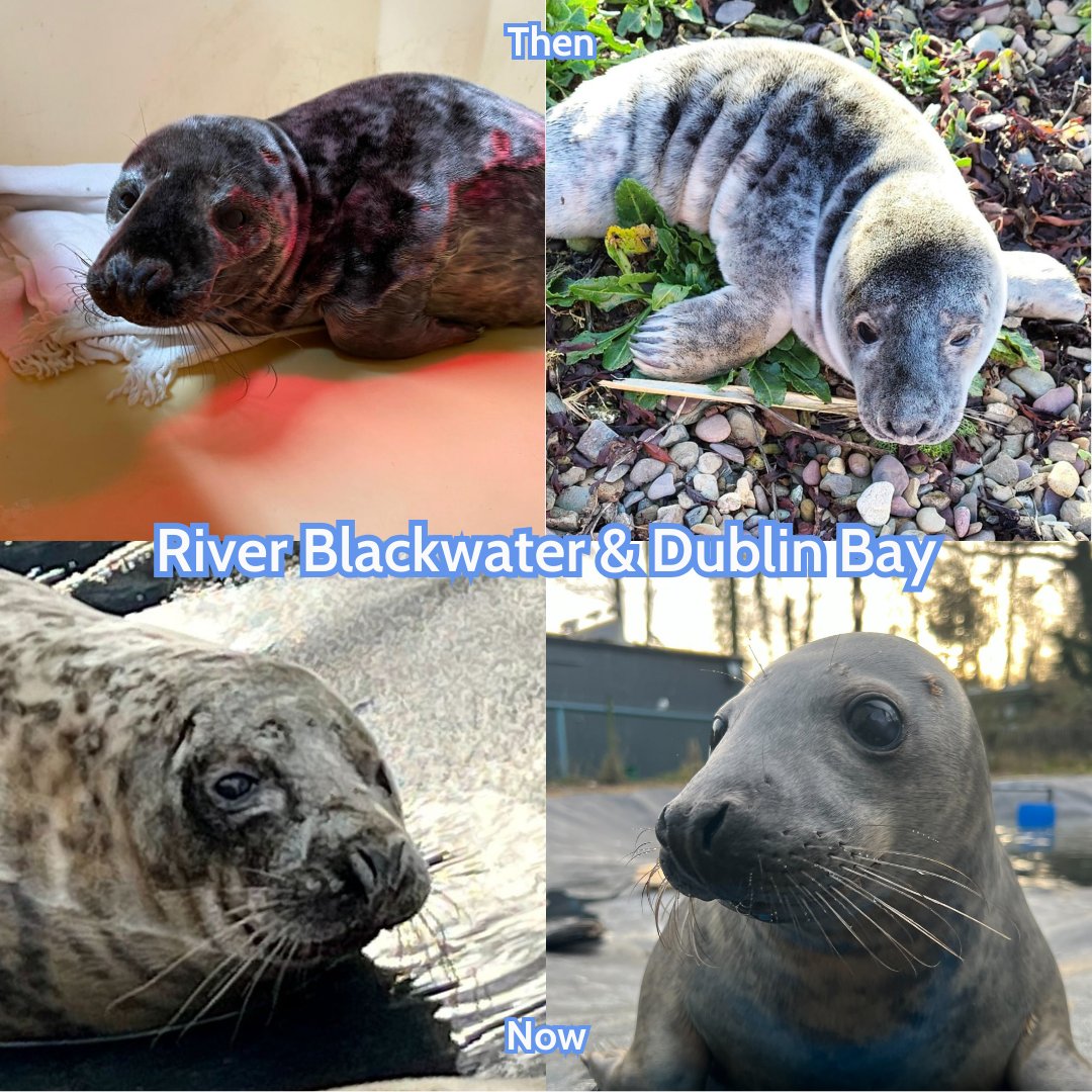River Blackwater & Dublin Bay - then and now💙 Tune in this Friday to see their release!☀️🌊 #sealrescue #release #ireland