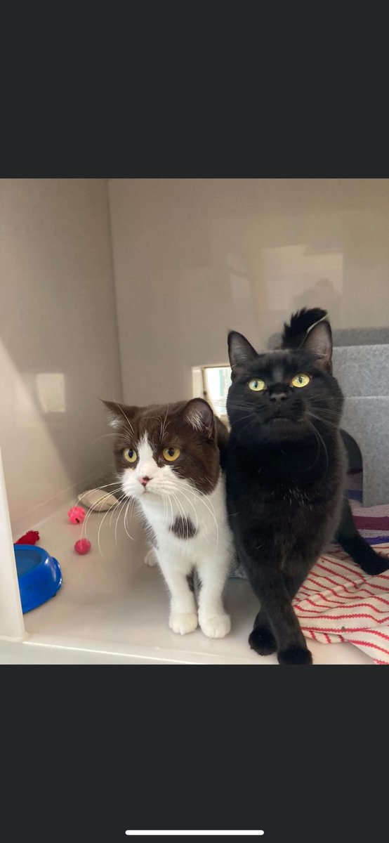 Best friends Babooshka and Gizmo are looking for a new home together due to their previous owner becoming too unwell to look after them. Babooshka is 18 months old and Gizmo is 9 months old. They are a quiet pair who can be shy but enjoy a fuss. #adoptdontshop #CatsOfX