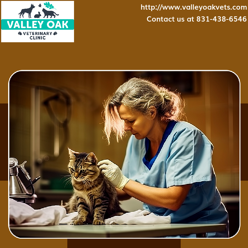 Our veterinary team is equipped to handle critical cases with precision and compassion.
Rest easy, knowing assistance is just a call away! #EmergencyAndCriticalCare #EmergencyCare #PetCare #Veterinary #PetVeterinary