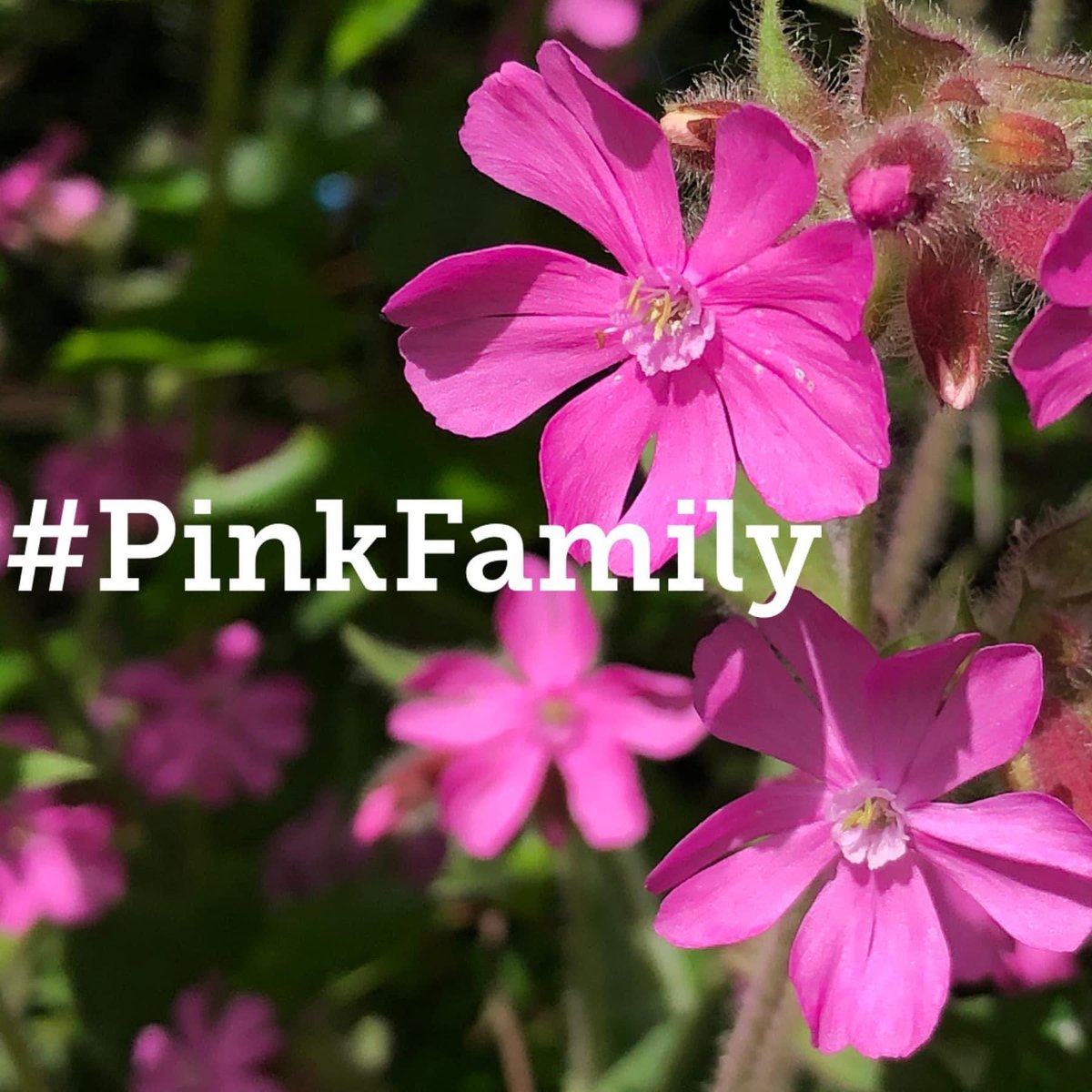 Campion, Chickweed, Ragged Robin, Sandwort, Stitchwort and Mouse-ear are just some of the lovely members of the Pink Family or Caryophyllaceae! Find one blooming for this week’s challenge & share for #WildflowerHour this Sunday 8-9pm using the hashtag #PinkFamily 🌸