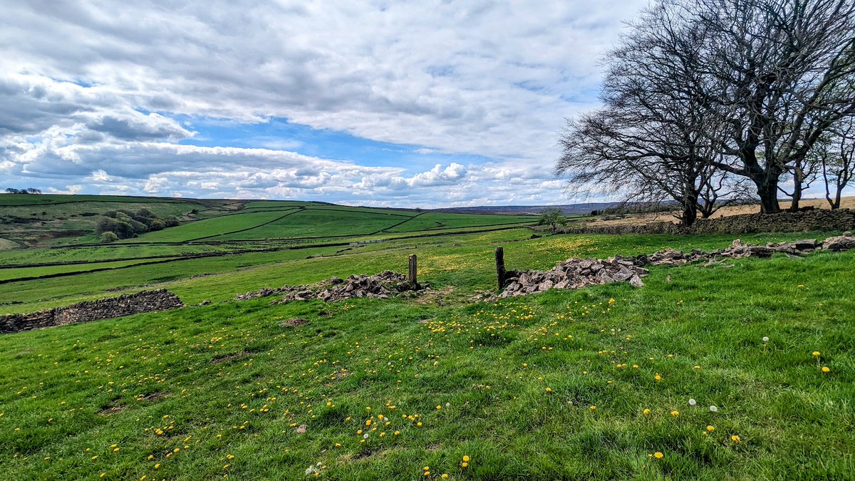 It is looking beautiful around Ughill now. Dandelions and buttercups are plentiful, walls being repaired, grass lushly green, trees beginning to come in leaf. We saw a few Lapwings and Crow but no sadly no Curlew. #Ughill @WildSheffield @theoutdoorcity