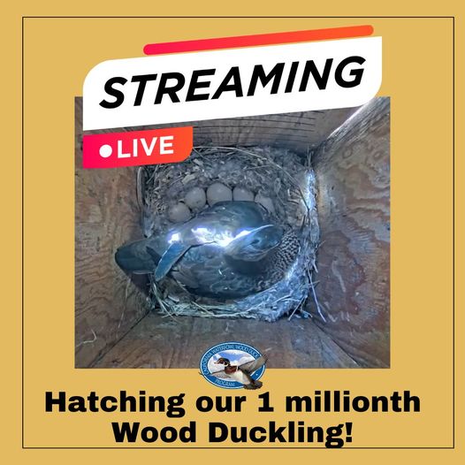 California Waterfowl tweet media