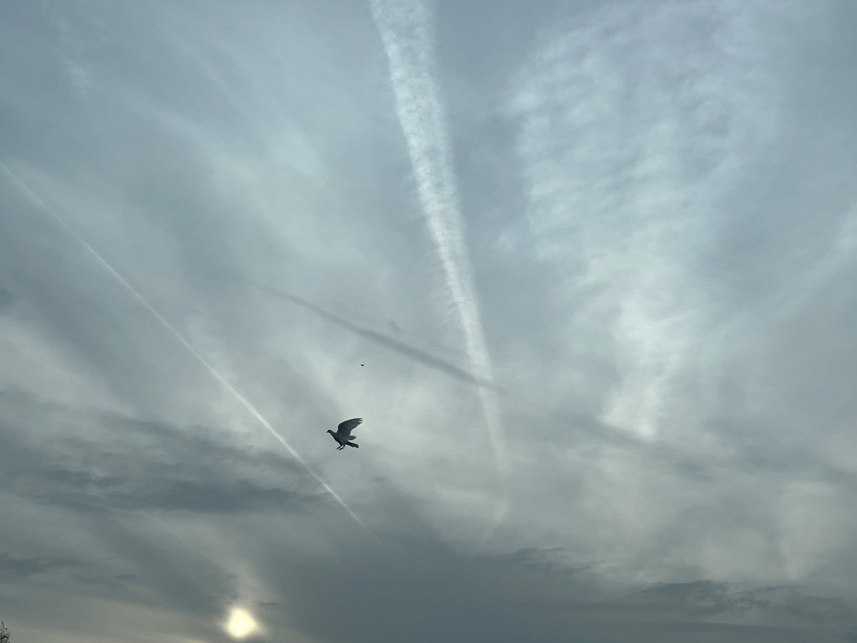 Awful skies tonight. No sunset… Taken in Cheshire, UK #GeoEngineering #SolarRadiationManagement #ClimateScam #contrails #chemtrails #SolarGeoengineering #climatechange #SAI #StratosphericAerosolInjection #WeatherModification #Cloudseeding #ClimateHoax