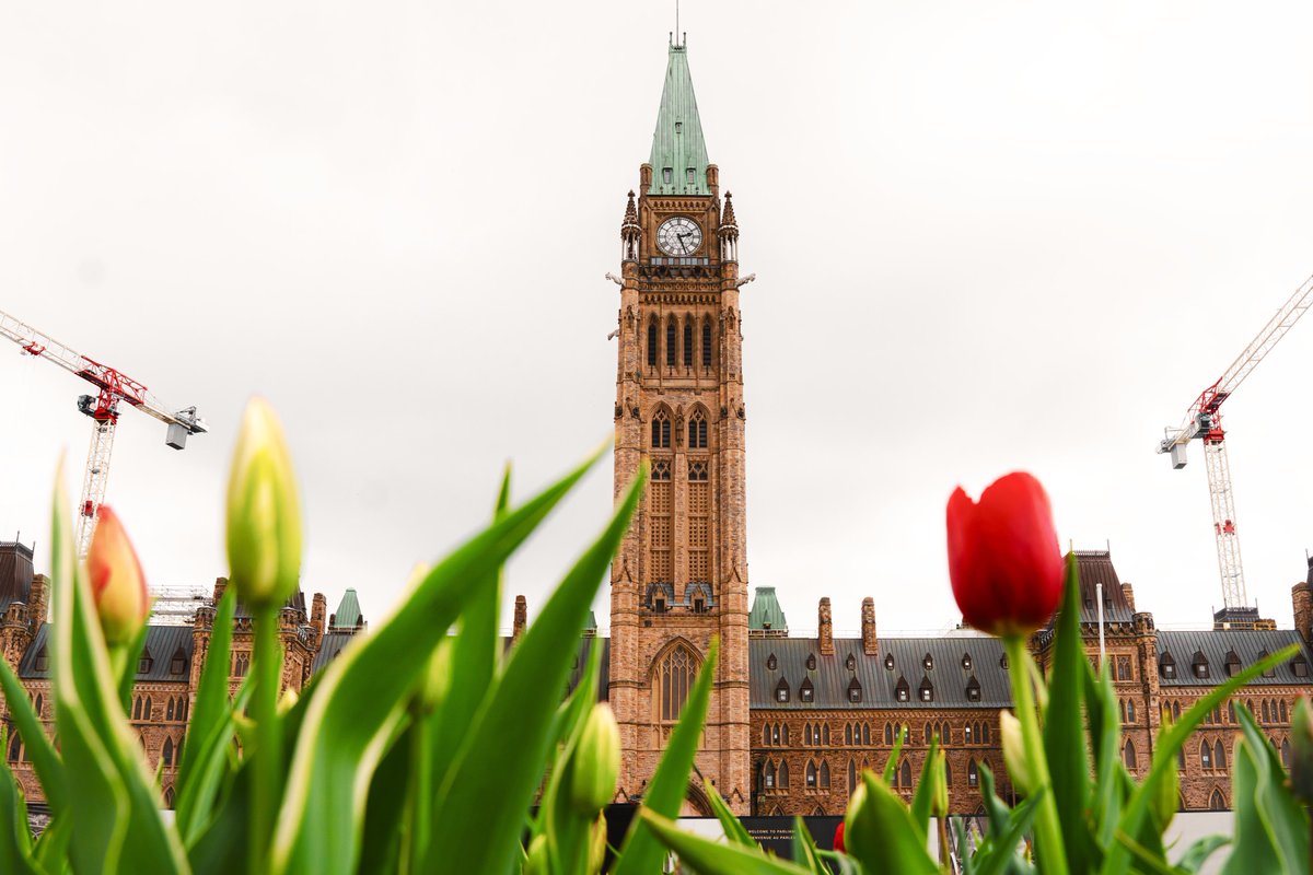 The tulips are starting to bloom on Parliament Hill. 🌷 If you're in Ottawa, check out the Canadian Tulip Festival starting this weekend!