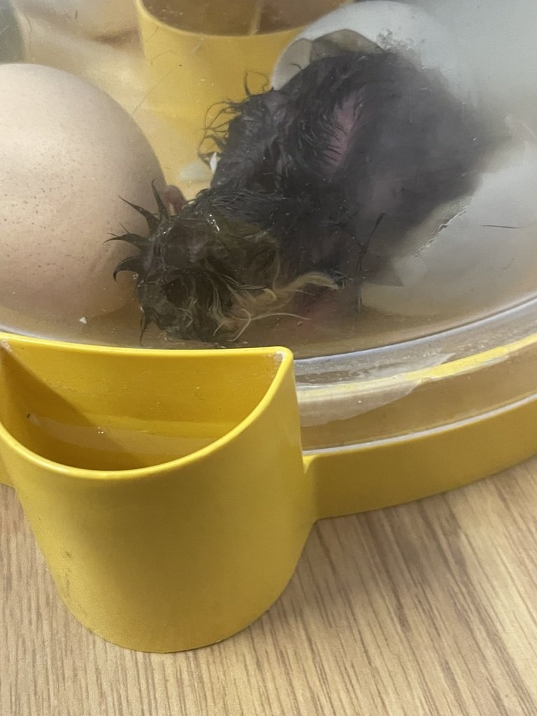 HATCH DAY! Today, Mrs. Aubichon's Kindergarten class finally got to enjoy watching  their chicken eggs hatching after taking such good care of them over the past 21 days! It has been an incredible experience for the students (and staff) to enjoy!