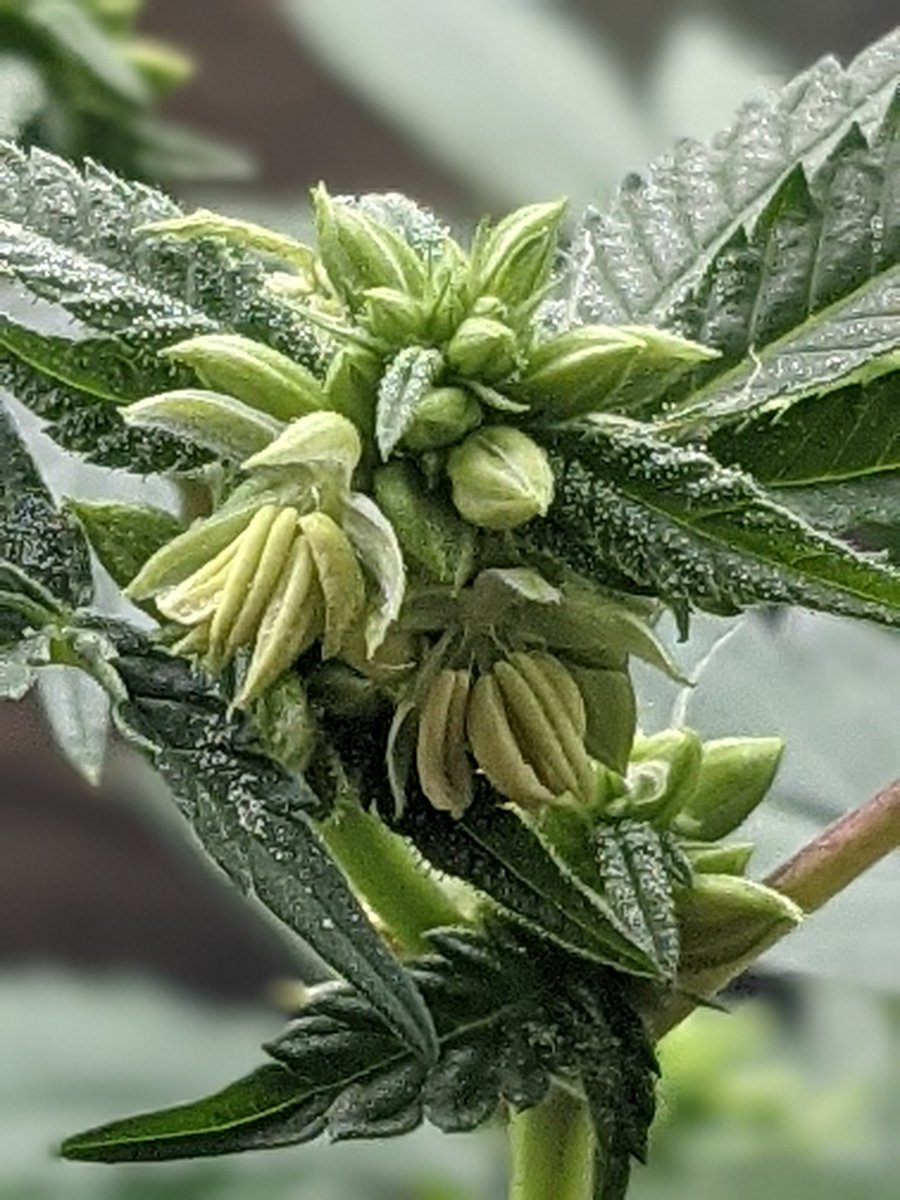 The_Noyes_Boys's tweet photo. 🍌 🍌 🍌 🍌B.A.N.A.N.A.S 🍌🍌🍌🍌
#skunkweed #seeds #seedfinder #strains #genetix #genetics #pollen #cannabisseeds #cannaseeds #cannabispollen #cannabiscommunity #cannabisculture #medicalcannabis #medicinalcannabis #cannabis #weed #kush #stoners #stonerfam #growmies #growmie https://t.co/c2tkGGeNmA