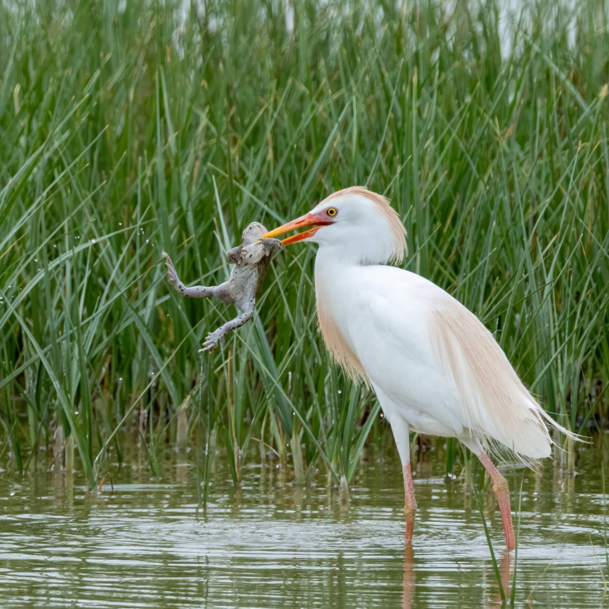 Bu sığır balıkçılı biraz büyükçe bir kurbağa yakalamış. Avı büyük olsa da zorlanmadan keyifle yuttu.
Western Cattle Egret
Bubulcus ibis