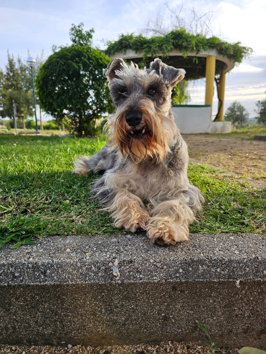 Rwar !

#SchnauzerGang #warface #ferocious