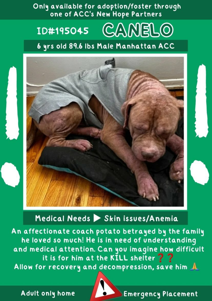 🆘️NHO E Placement needed 4 CANELO 6y #Macc Nycacc.app #195045 Poor Sad boy dumped by his faithless family hes shut down depressed needs medical attention 💔 Please #Pledge if u can help he needs out!+fast Dm @CathyPolicky @SuzanneSugar #RescueMe Rt Share💔 🆘️