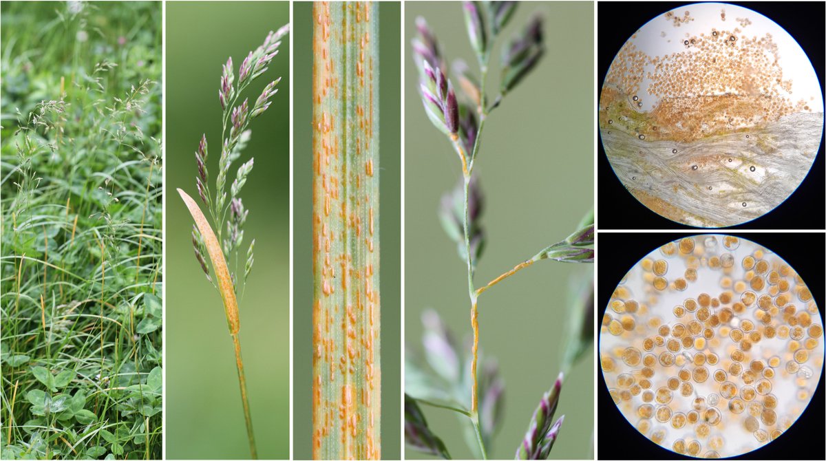 Yellow #rust on common meadow-grass (#Poa pratensis) caused by #Puccinia pseudostriiformis (Les Clayes-sous-Bois, FR). Thanks @striiformis for the in identification 🙏🏻.