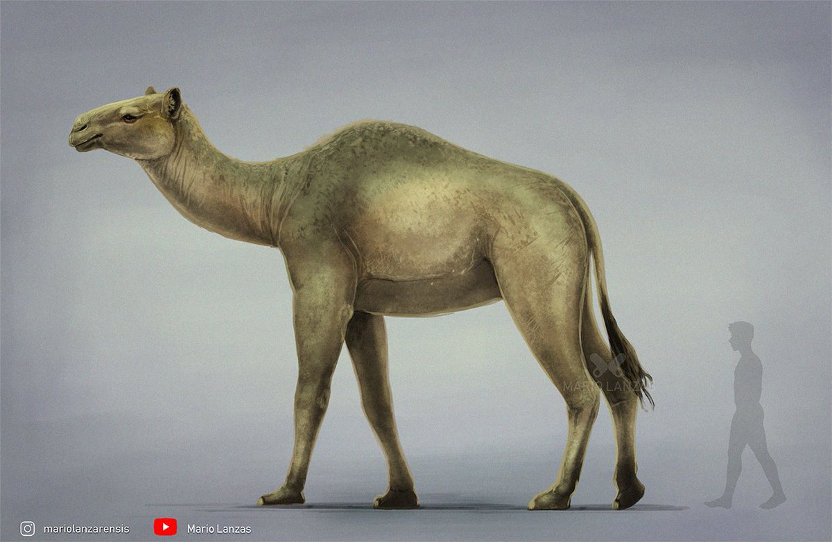 SYRIAN CAMEL (Camelus moreli) #syriancamel #paleoart #naturalhistory
