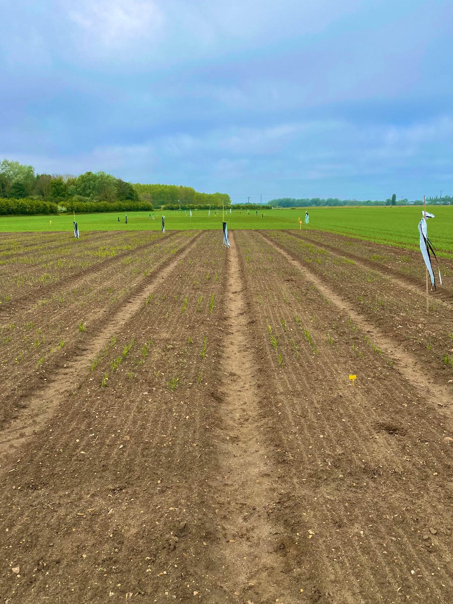 Last day of field sampling at <a href="/niabgroup/">Niab</a> - 40 plants pulled up and rhizosphere soil collected! Thanks <a href="/iantsang_wheat/">iantsang779</a> for letting me borrow your plots!