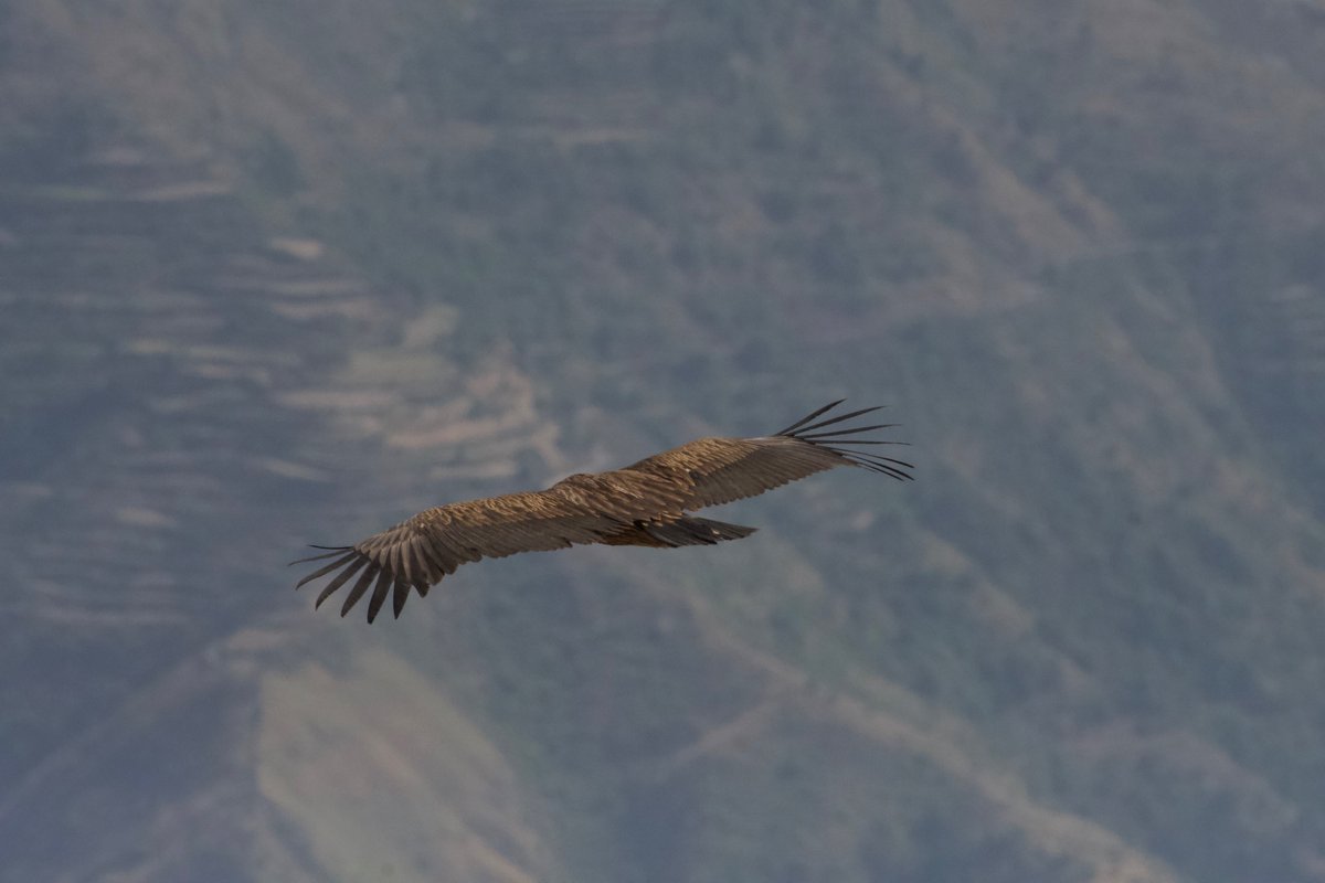 The Himalayan Griffon- listed as Near Threatened 
#IndiAves #TwitterNatureCommunity #birds #birdwatching #NaturePhotography #BBCWildlifePOTD #BirdsSeenIn2024 #BirdsOfTwitter #vulture  #UttarakhandForestFire 
An important species to ensure healthy biodiversity.
