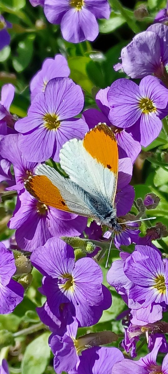 illustratorbeck's tweet image. Behold the sunshine's enchantment as butterflies grace my garden! Today, a stunning orange-tipped skipper emerged, creating a beautiful contrast against my vibrant lilac flowers. 🌞🦋🌸 #NaturesBeauty #ButterflyMagic #GardenWonders