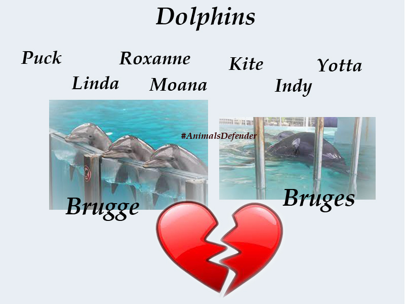 Captive #MarineMammal shows
Swim with captive dolphins
#Resorts with captive marine mammals
The shame of a nation, wherever on Earth this is.
Captive #dolphins suffer self destruction, 
self-mutilation