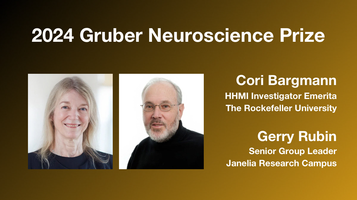 Congratulations to @HHMIJanelia's Gerry Rubin & @RockefellerUniv’s Cori Bargmann (@betenoire1), recipients of the 2024 Gruber Neuroscience Prize for their pioneering work on the circuitry of behavior & development of new tools for neuroscience research. 🔗gruber.yale.edu/prize/2024-gru…