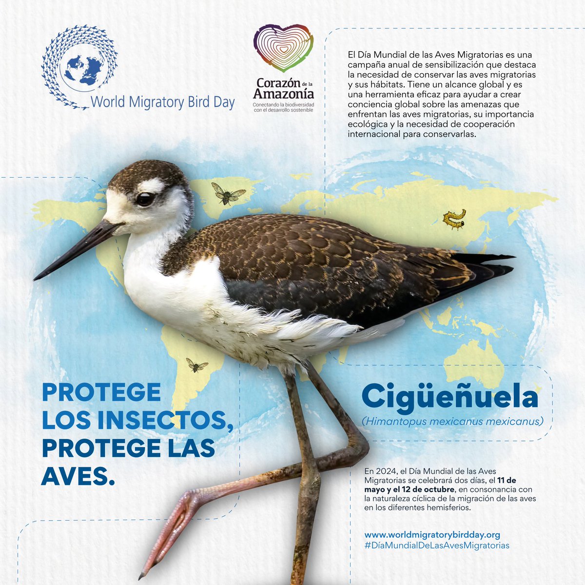 Con la proximidad del Día Mundial de las Aves Migratorias, es relevante mencionar a la Cigüeñuela (Himantopus mexicanus mexicanus), una de estas especies migratorias. Esta ave se distribuye en Colombia hasta altitudes de 2600 m. Más información: worldmigratorybirdday.org