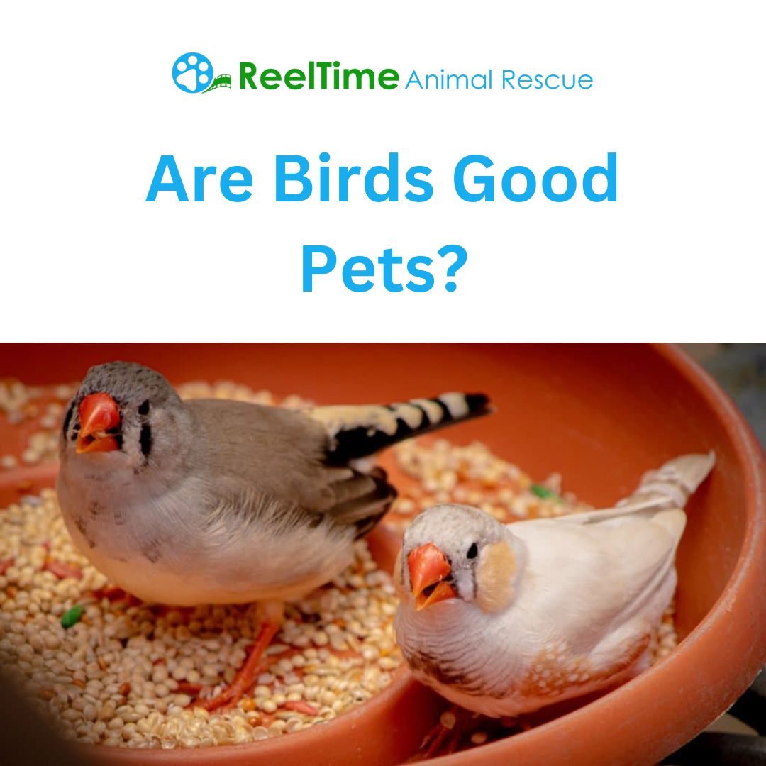 Yes, birds can be good pets for the right owner. Some birds are higher maintenance than others, but with care, attention, and the appropriate habitat birds can be fun companions.

Follow us on FB! 
.
.
#reeltimeanimalrescue #animalrescue #bekindtoallkinds #choosecompassion #an...