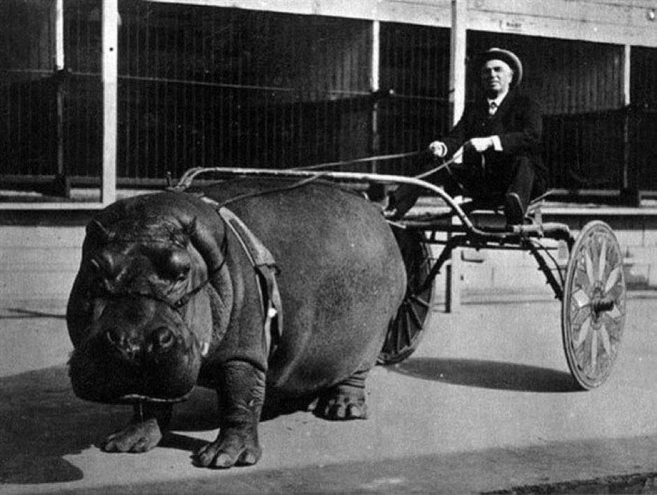 Circus hippo, harnessed to a cart, 1924