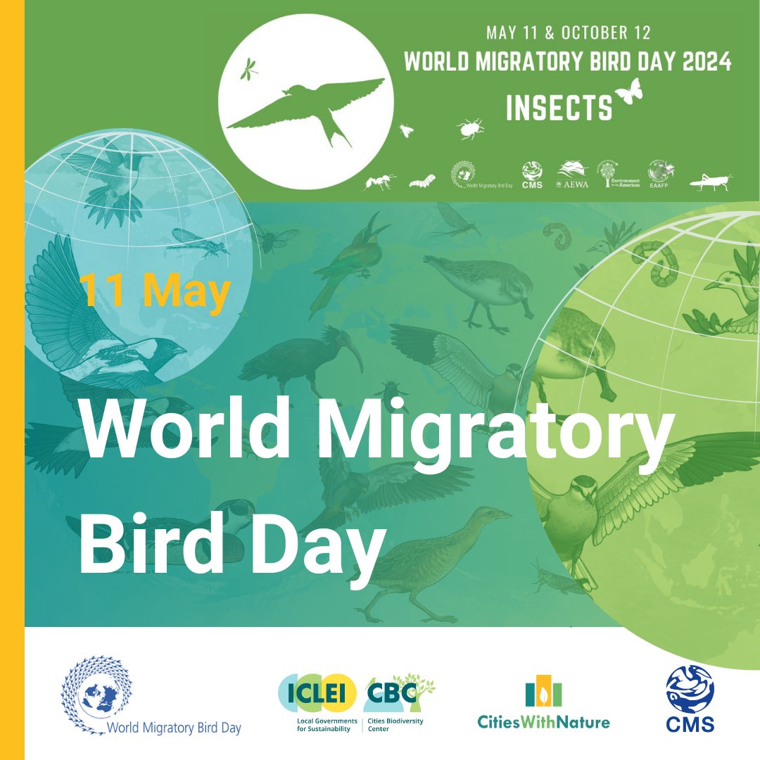 It’s #WorldMigratoryBirdDay! 🦆

#CitiesWithNature with #EcologicalCorridors can play a crucial role for migratory birds.

Let's safeguard these habitats and support #MigratorySpecies 🌍

Learn more: worldmigratorybirdday.org

#WMBD2024
@WMBD