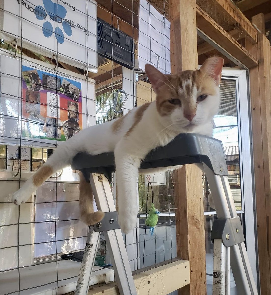 Sanctuary girl Emma- just hanging 🐾She and her colony members came to us after their outdoor feeder let us know they were in danger of being harmed. Safe & happy with dedicated volunteers, we love her! #Cats #FeralCats #StrayCats #Rescue #TNR #Volunteer
