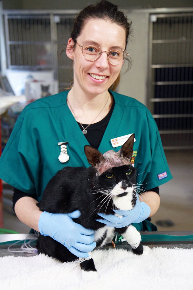 This #VNAM2024, meet Sammy, one of our specialist neurology nurses at the QVSH. Sammy pictured with Manuel🐈who is now recovering well. “Truly, there's nothing quite like the joy of seeing a patient reunited with their family, happy and well.” 🐾 #NeurologyNursing #VetNursing