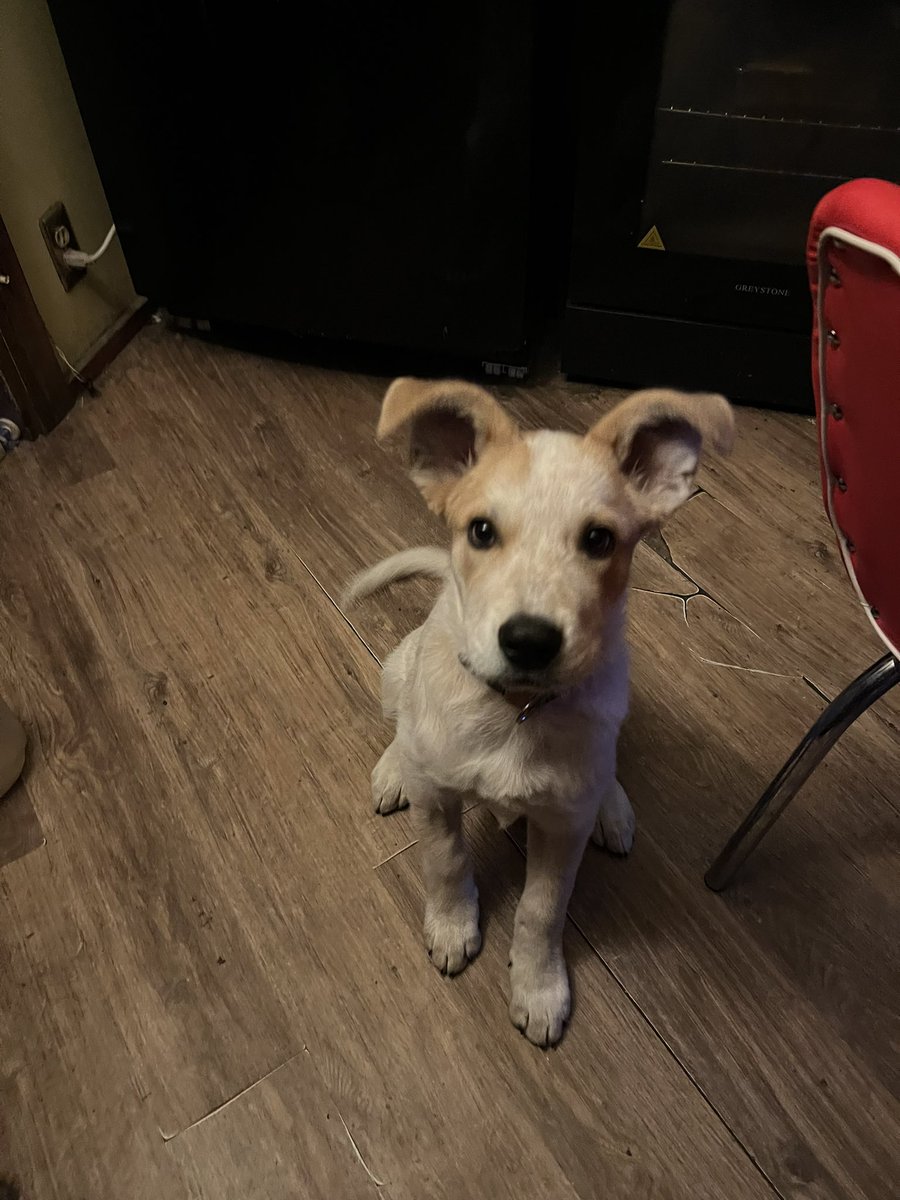 Last Monday was 2 months since we found Kemosabi on that desolate road alone. It’s hard to fathom how fast he’s growing. His paws and ears are huge. We do think he’s Red Heeler and Great Pyrenees or Anatolian mix. Those dogs are prevalent here. We believe he can fly. Those ears.