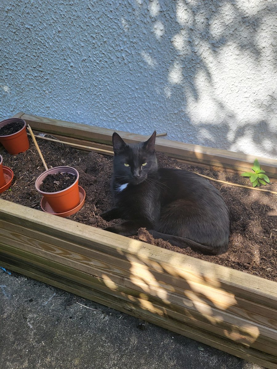 I sowed some courgettes (zucchini) today Veggie security now on duty