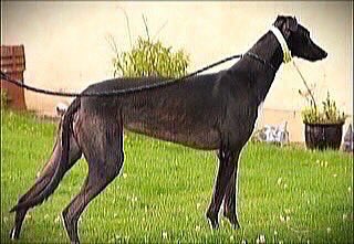 Mick is a big lovable lad who takes everything in his stride, he has been to an event & got on well not being fazed by other dogs or what's going on around him
Please call the kennels team  on 07783 367032 info@retiredgreyhoundscanterbury.co.uk
#TeamZay @centralparkdogs