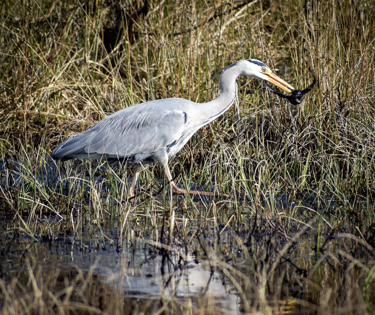 A heron for #WaderWednesday
