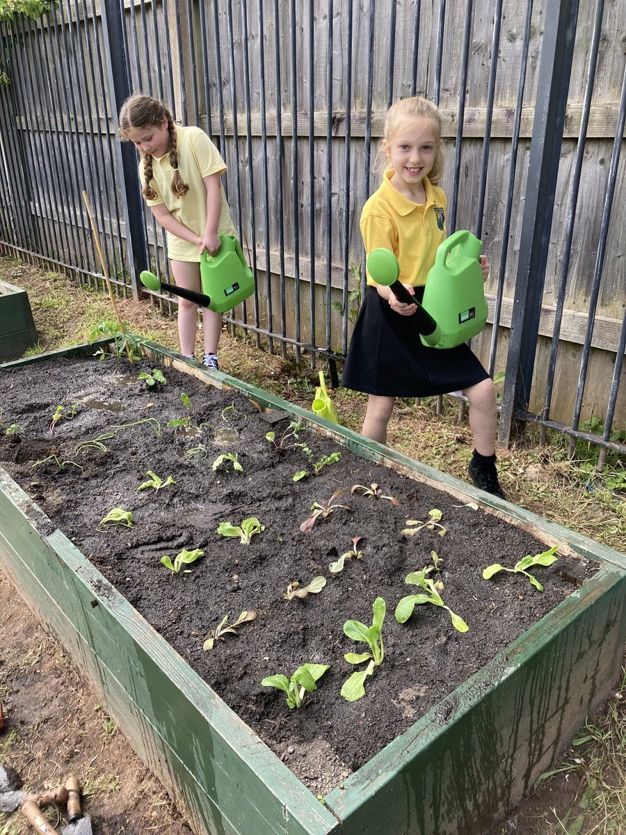 MrBeardPYP's tweet photo. Prynhawn prysur yn plannu, hau hadau a dyfrio yng ngardd yr ysgol.  Busy afternoon planting, sowing seeds and watering in the school garden. 🌱💧🥕🍅🥒🥬☀️ @YsgolPenyPil https://t.co/xrQcz7BdLi