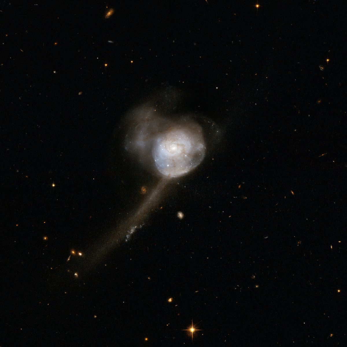 A dandelion in space? Not quite. This “puff” was captured by Hubble in 2002 and formed by two disk galaxies merging. Some clues of this collision remain: the faint tidal tails of the former galaxies. Learn more: bit.ly/3U5JaC8