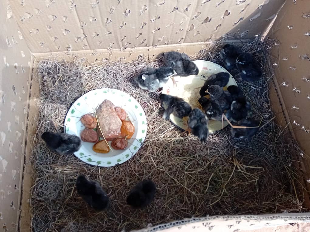 600 households in Gokwe North & Kariba districts have been supported with poultry production starter kits including fowl run materials, chicken feed and 9000 day-old chicks under the @UsaidZimbabwe funded project to strengthen community resilience.