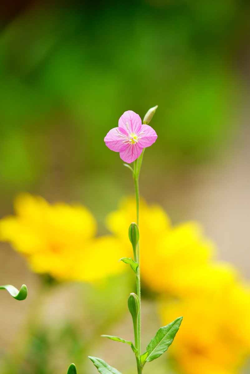 凛と咲くユウゲショウ 花言葉は「臆病」 #雑草ですが何か