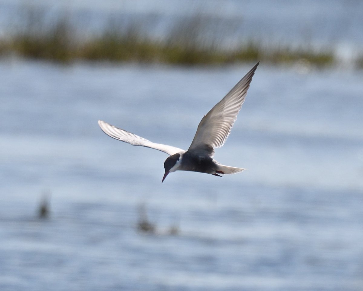 Attempting to photograph some Whiskered terns (last 2 photos) at midday in intense light and heat, nearly gave up and the photos were truly awful but amongst them I discovered one which looks to be a #WhiteWingedBlackTern! (first photo) #Camargue #France