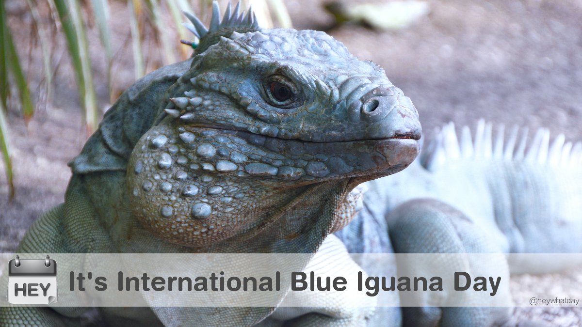It's International Blue Iguana Day! #Reptile #InternationalBlueIguanaDay #BlueIguanaDay