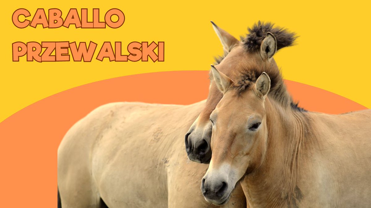 🐴 ¿Alguna vez habéis intentado montar en caballos de Przewalski?

‼️ Consejo: ¡no lo hagáis!

#ZoodeSantillana #SantillanadelMar #Cantabria #Zoo #VenalZoodeSantillana #ViviendoenunZoo #CaballosPrzewalski

youtu.be/bQuf0AXYs8Y
