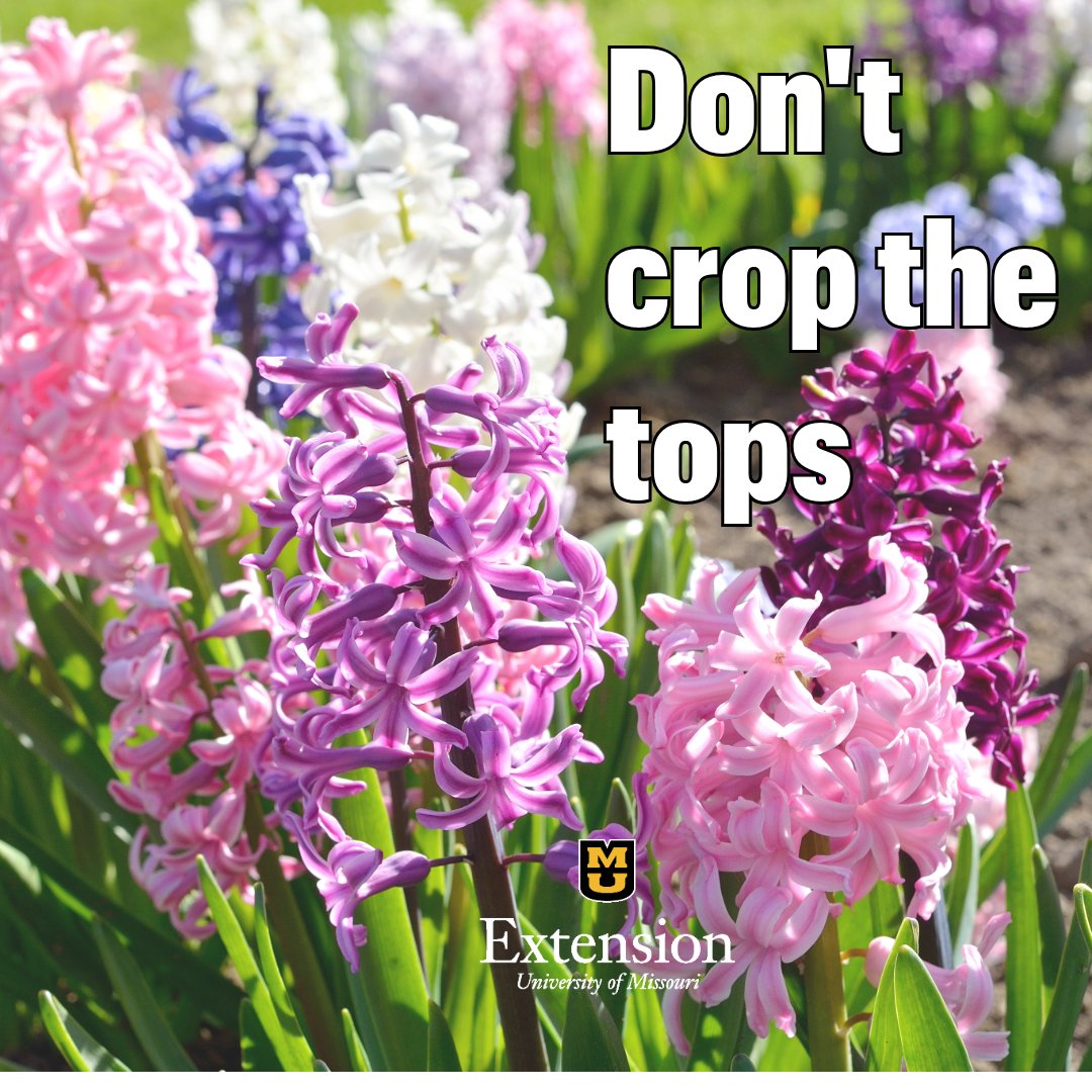 As the vibrant blooms of daffodils, tulips, and hyacinths begin to fade, it is common for homeowners to trim them down. However, if you want these flowers to continue blooming year after year, it's best not to crop the tops just yet! Learn more: brnw.ch/21wJAfl