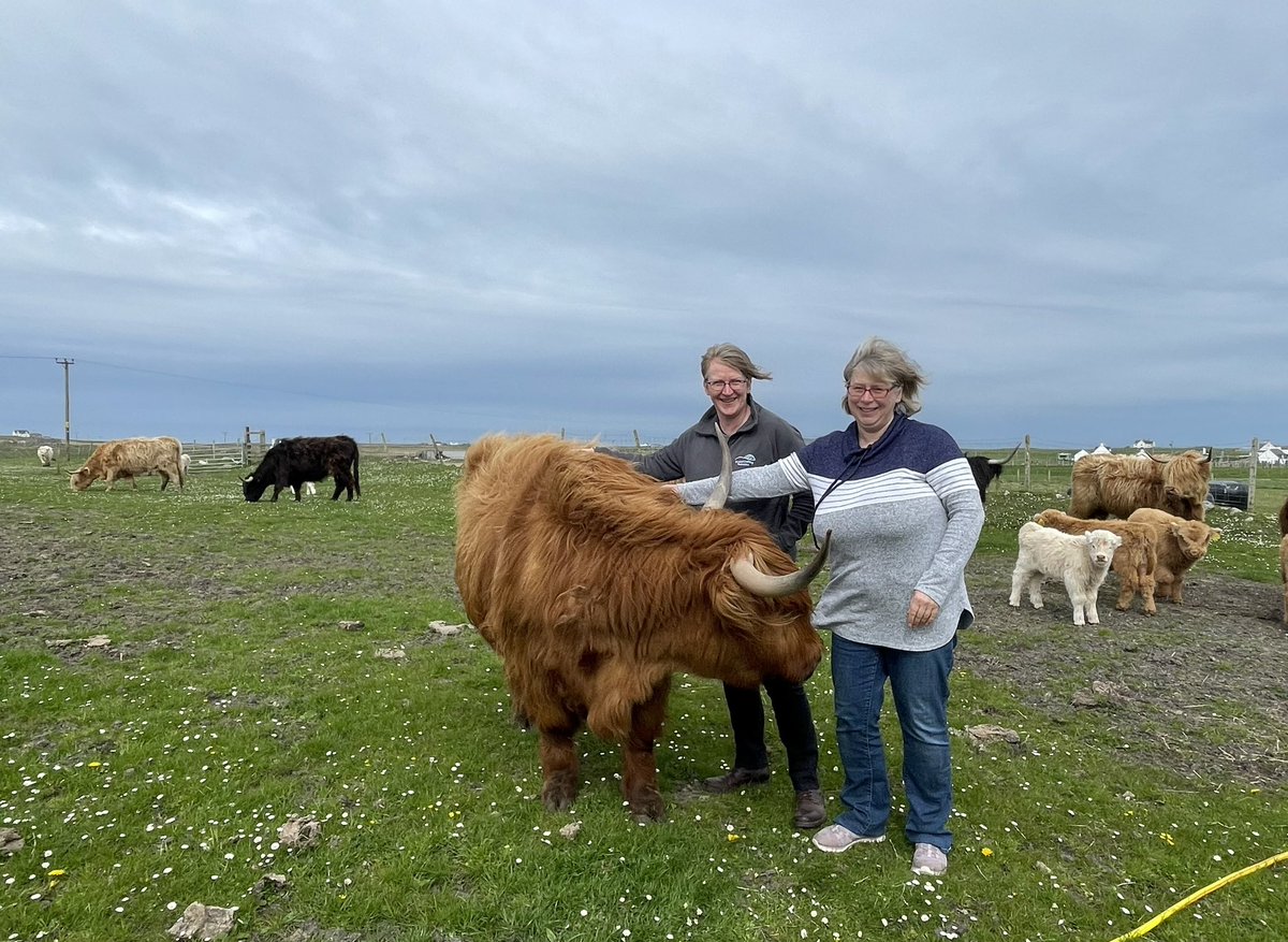 Lovely morning meeting Fiona Armstrong and her Highland Coos at the Farmhouse Cafe in Tiree. If you are on the Island, come and shelter from the rain at the SCF roadshow tonight from 7 PM at the Tiree Community Centre.