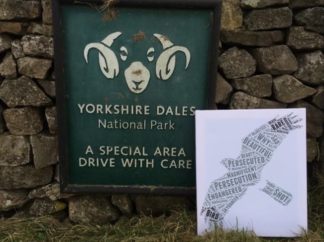 Raptor persecution crimes ongoing in Yorkshire Dales National Park - new report. Details ⬇️⬇️ raptorpersecutionuk.org/2024/05/08/rap…