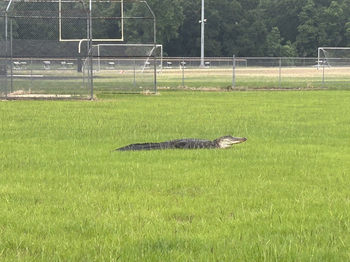 We had a visitor from our good friend this morning on campus ready to #BeAPanther 🐾 S/O to the wrangers and Liberty animal control for taking care of this 🐊