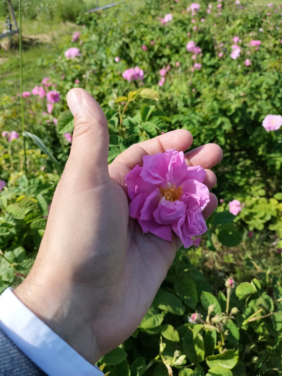 Rose du 8 mai...

#RoseCentifolia #LePlusBeauMetierDuMonde #Grasse #LaRoquetteSurSiagne #PaysDeGrasse