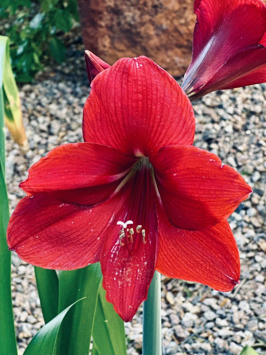 Good morning from Phoenix! Happy Wednesday! Flowers from my garden 🪴, new..