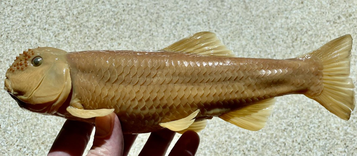 A really impressive River Chub (#Nocomis_micropogon) collected in 1975 from the Niagara River upstream of Niagara Falls, now a permanent record of #biodiversity at @ROMtoronto (ROM 31091).