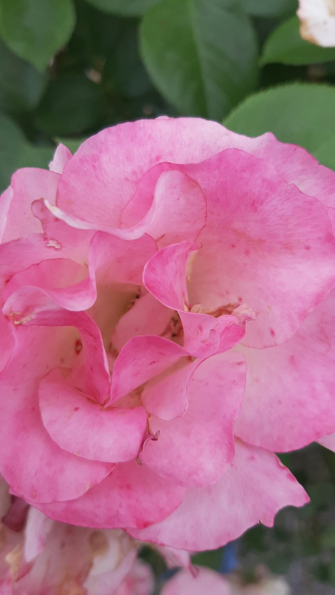 In joy or sadness, flowers are our constant friends ― Okakura Kakuzo #quote