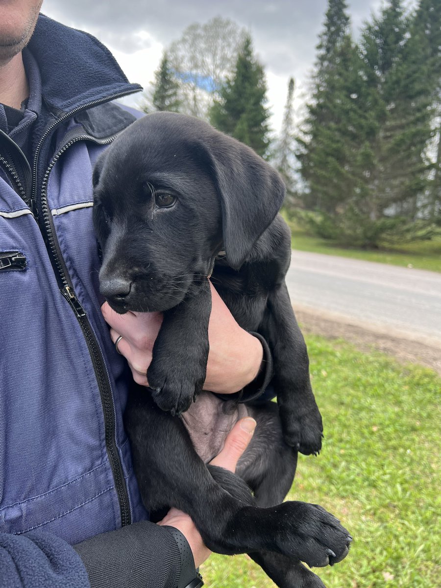 Harvassa paikassa aloitetaan työt 9 viikon iässä, mutta meillä Risessä työurat venyvät ehkä aikaisesta aloituksesta johtuen pitkiksi. 😍 Olli seurasi tarkkana konkareita. #virkakoira