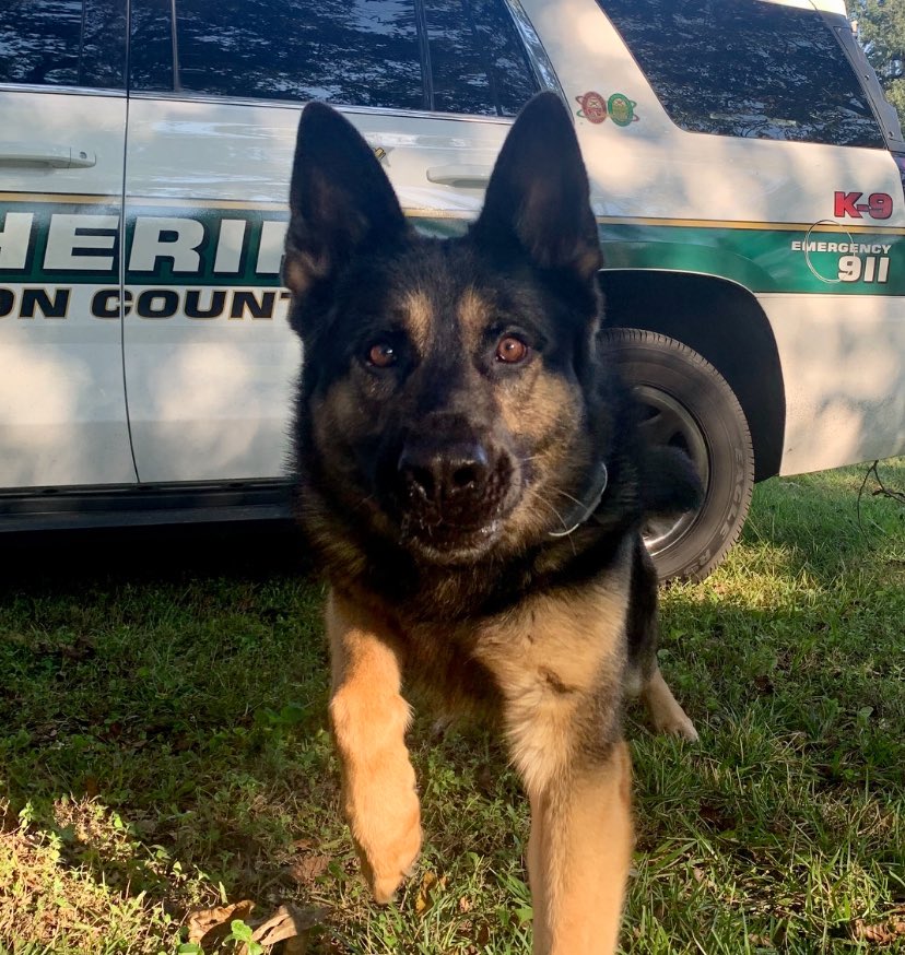 I’ll be sharing lots of K9 Ronin posts from over the years in preparation of his upcoming retirement! (Photo/video post 15 of ??)